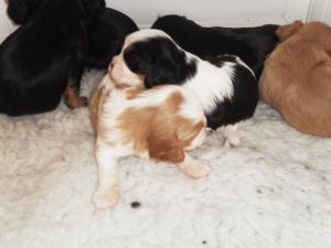 gaggle of puppies