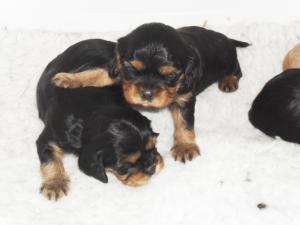 black & tan beauties