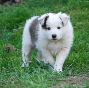 Boy Available