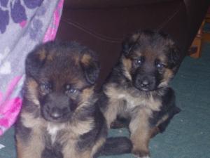Typical Zuberg GSD
