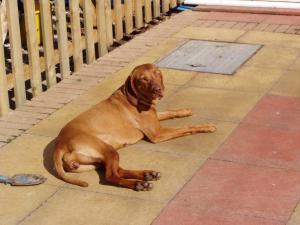 Rouge  (Ponsonby Precious Pearl)