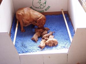 Puppies Born 4 September 2004