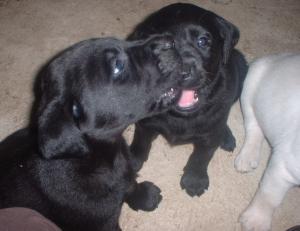 The Puppies!