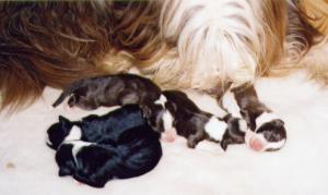 Freya with her babies