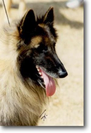 Ch Gourou du Crepuscule des Loups