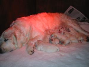 Jazz with her puppies just after they were born