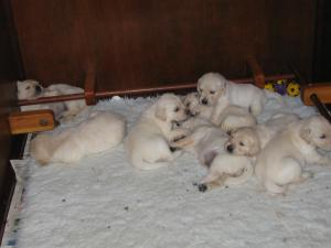 Puppies now 25 days old