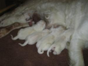 Newly born puppies