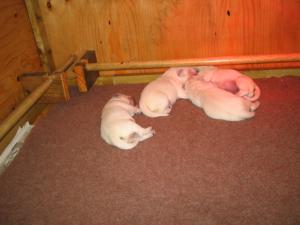 Puppies six days old
