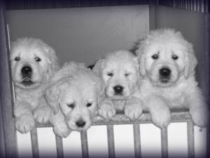 Puppies at 5 weeks of age.