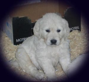 Bitch puppy at 5 weeks of age.