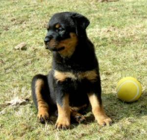 A typical Jantavia Puppy