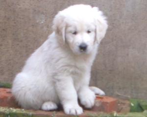 7 weeks old - lovely chunky pups