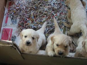 Toffee puppies