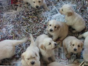 Toffee puppies