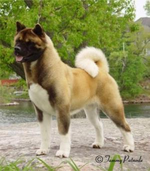 Bis/Biss Am.Ch T'Stones Raja Regalia on Buckridge