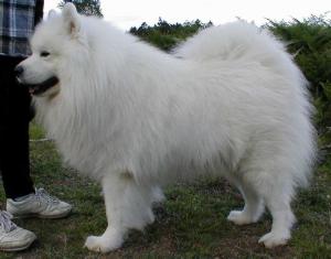 Sire of Pups