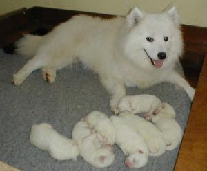Mum with pups 4 days old