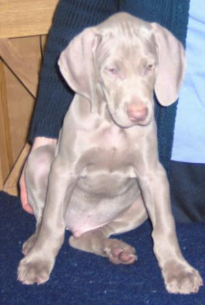 Excellent colour, lovely temperament