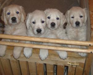 Four of Rosie's pups, 7 weeks old