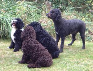 Gollie Tangle Gilie and Scruf