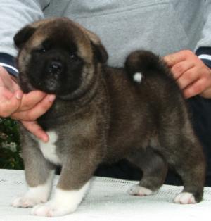 Puppy Bitch 2