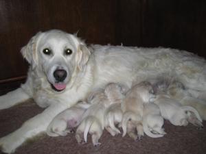 ROSIES'LITTER 4 DAYS OLD