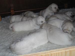 ROSIES WITH HER PUPS AT 16 DAYS OLD