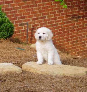 8 wk old