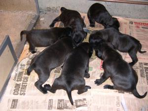 pups feeding