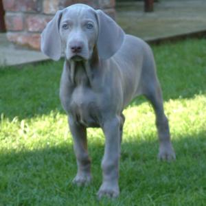 SCHONHUND SHOWGIRL (Sissy yum yum)