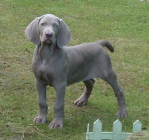 SCHONHUND SHOWMAN (Rio)