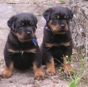 TWO BOYS AT 5 WEEKS