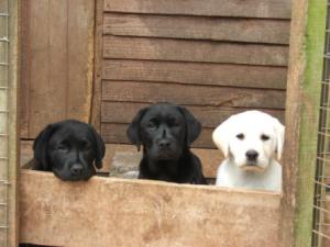 Trio