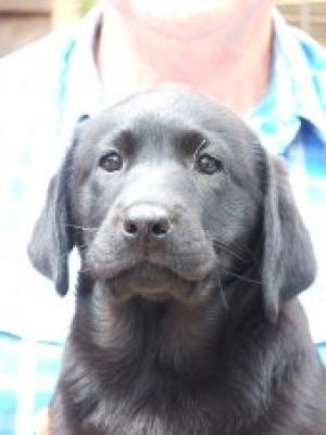 Available bitch puppy