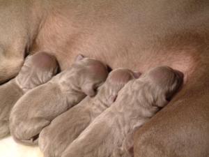 STERLING & HER BABIES THE DAY THEY WERE BORN