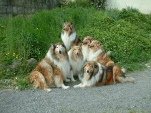 Collie Family