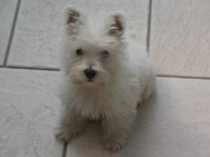 Puppy from previous litter,