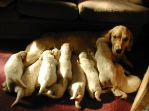mum & pups 5 weeks