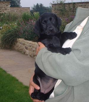 One of Tilly's pups, Tarnedge Buttercup