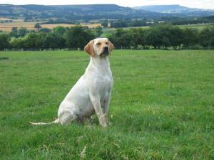 Tilly