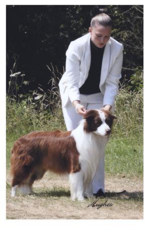 GOYTRE PRINCE OF DREAMS JW (SIRE)