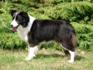 BARTOCK MYSTIC MEG AT BORDADALE