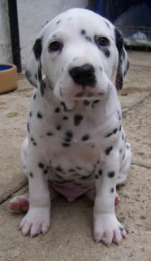 champdogs dalmatian puppies