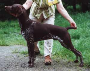 Dorntanza Lord Hixeqshuner - George senior