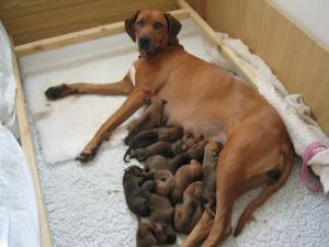 BREEZE WITH NEW PUPS 30.09.05
