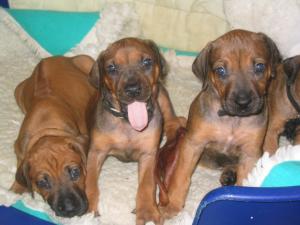 pups at 5 weeks old.