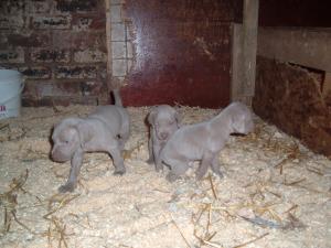 We are all sold now - thank you for your enquiries
