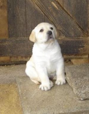 one of the litter.....
