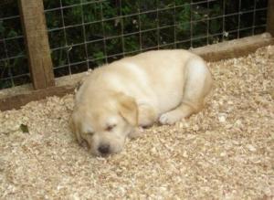 ..... and another - very tired!
